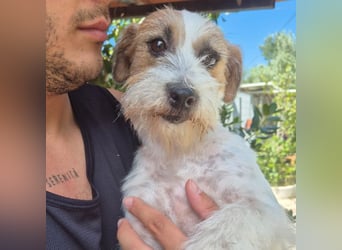 America - ausgeglichene,  freundliche kleine Terrier Dame sucht liebevolle Menschen