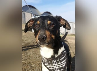 Rufus, sozial und freundlich