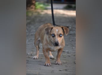 Lora - liebevolle, freundliche, aufgeschlossene, kleine Hündin