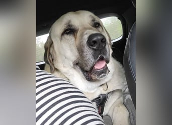 Riesen"Baby"Kangal♥Ares♥ 99718 Greussen
