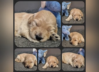 GOLDENDOODLE Traum ! Bezaubernde Welpen aus langjähriger+überprüfter Familienaufzucht.