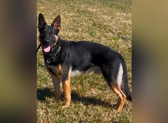 Lieber Schäferhund Rüde