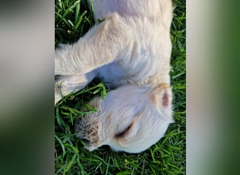 Labradoddle F1