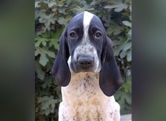 Braque d'Auvergne (Auvergne Vorstehhund) Welpe