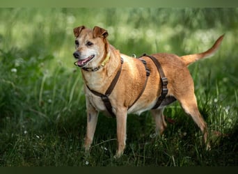 Halle - Prinzessin sucht Königreich - Tierhilfe Franken e.V.