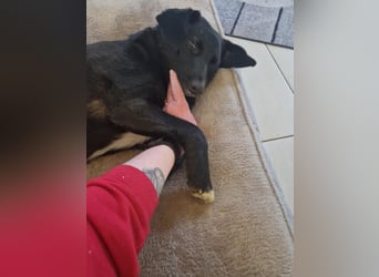 Phoebe sucht Für-immer-Zuhause