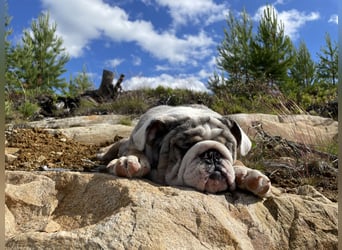 Willi u.Agnes, English Englische Bulldogge, reinrassig, Papiere, Ahnentafel, Gesundheitszeugnis lieb