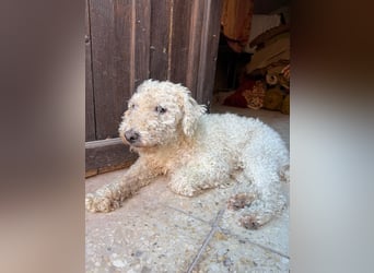 Billy, Puli-Mix, Rüde, geb. am 01.09.2017, 40 cm, 14 kg