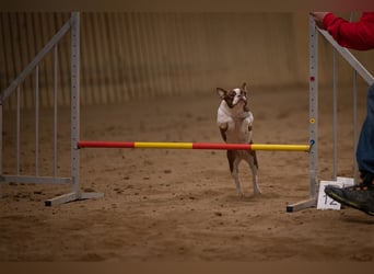 Boston Terrier 