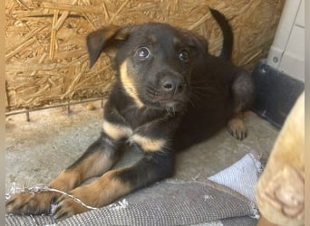  Zauberhafter Djoko sucht sein Für-immer-Zuhause oder eine Pflegestelle ab dem 06.09.2025 