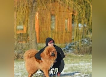 Do khyi Tibetischer Mastiff