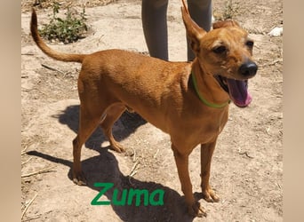 Kleiner Zuma 02/2017 (ESP) - fröhlicher, verschmuster und sozialer Mini-Podenco!
