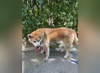 HACHIKO, Rüde, 8 Monate, 55cm, Akita Inu, Tierschutz