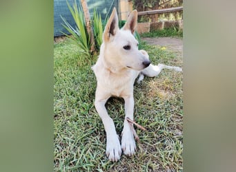 Ambra – Karrierecoaching in Familienhundekunde dringend gesucht!