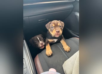 Exotic Bully Bulldog OEB Welpen Bulldogge