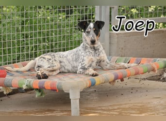 Begrüßt Joep Sie als nächstes schwanzwedelnd?