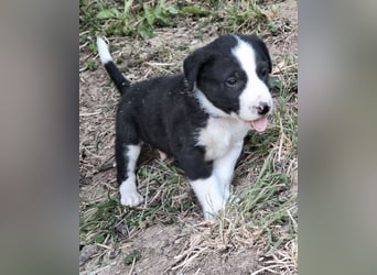 Kleiner Rocky ❤️ will die Welt erkunden!