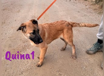 Quina1 06/2024 (ESP) - bezaubernde, aufgeschlossene & soziale Schäferhund-Mix Welpin!