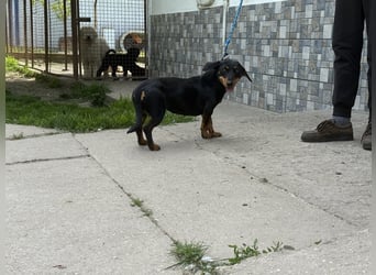 Charmante Gerti sucht ihr Körbchen