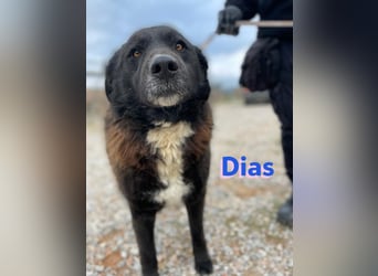 Dias, 10/19 – ruhiger, lieber Schmuser sucht sein Kuschelkörbchen
