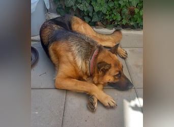 Molly sucht ein liebevolles Zuhause
