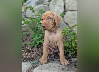Ungarisch-Drahthaar-Welpen (UD) - Magyar Vizsla