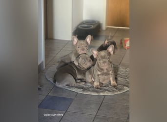 Französische Bulldoggen Welpen