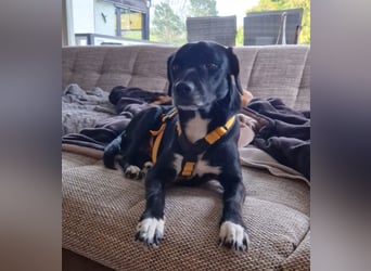 Rocchino: Anfängerhund in schöner Größe