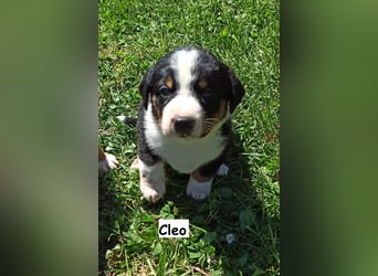 Appenzeller Sennenhund Welpen