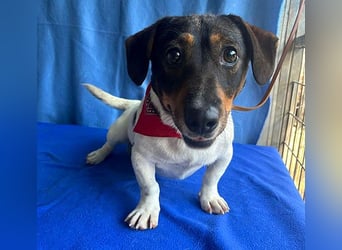 (R) ❤️ zauberhafter kleiner KARLI - 2,5 Jahre, 28cm/9kg - Jack Russell-Dackel-Mischling