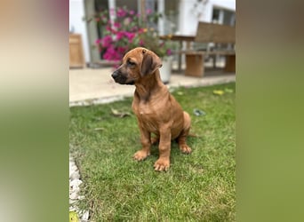 Rhodesian Ridgeback Welpen