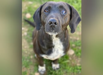 Hailey, geb. ca. 06/2015, lebt in GRIECHENLAND, auf einem Gelände, Hunde werden notdürftig versorgt