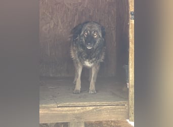 MONTI, Rüde, 7 Jahre, 51 cm, Mischling, Tierschutz