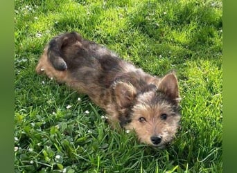 Josefine, Norwich Terrier-Mischling