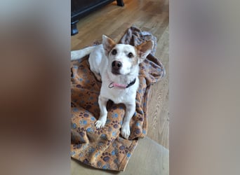 Corgi Mischlings-Rüde Peppi (Strolch) sucht sein Glück