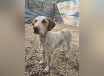 Zoe, eine tolle Familienhündin