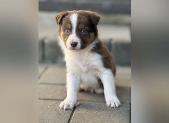 Border-Collie Rüde SKYE