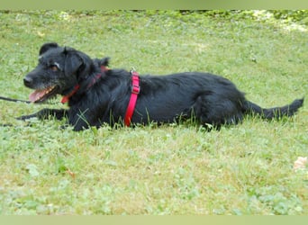 Feliciti - fröhlicher Familienhund - Tierhilfe Franken e.V.