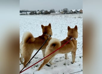 Shiba inu Welpen mit Papieren, Transport möglich!