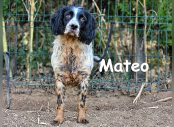 Mateo 06/2020 (ESP) - sehr sozialer und anhänglicher Bretonischer Spaniel!