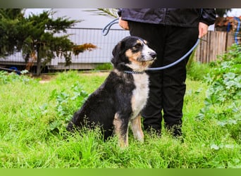 Kathy, Mix Border Collie / Griffon, lieb und sozial