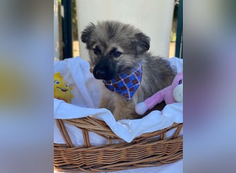 Dömpi LM - Zuhause gesucht – Neun kleine Hundekinder auf großer Mission
