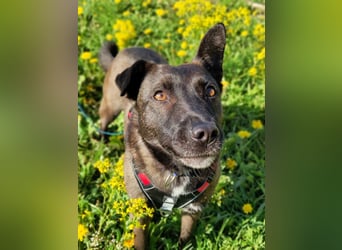 Ziganka sucht lievolles zu hause