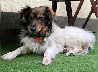 Aiko SR – entspannter Kuschelbär sucht liebevolles Zuhause