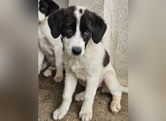 Zenzi, geb. ca. 01/2025, lebt in GRIECHENLAND, im städt. Tierheim Serres