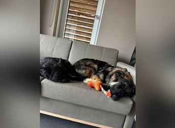 Neugierige Feli