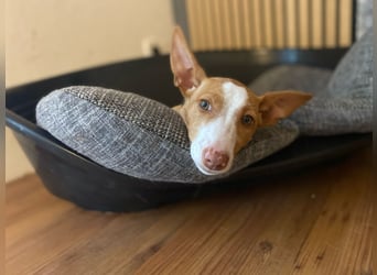 Pina, clevere und soziale Junghündin