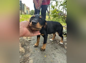 Alexa, geboren 16.03.2025, 21cm sucht ihr Zuhause