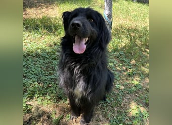 Morty ein Friendly-Dog