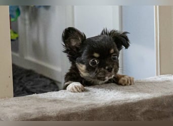 Fröhliche Chihuahua-Hùndin